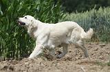 GOLDEN RETRIEVER 666